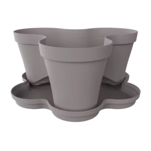 Saksija trodelna Roma